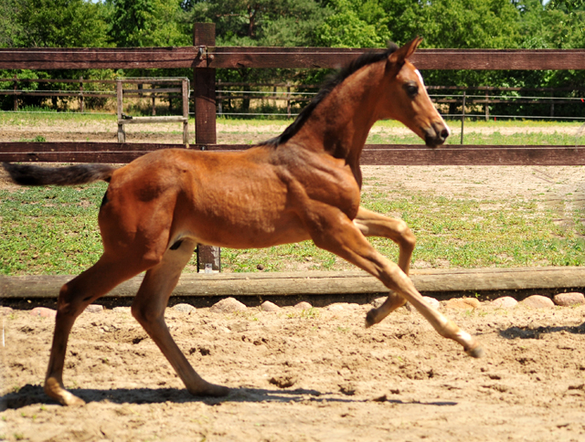 Hengstfohlen von High Motion u.d. Pr.u.StPrSt. Schwalbenmagie v. Exclusiv - Foto Beate Langels - Gestt Schplitz
