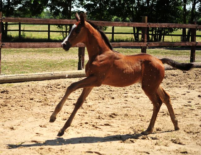 Hengstfohlen von High Motion u.d. Pr.u.StPrSt. Schwalbenmagie v. Exclusiv - Foto Beate Langels - Gestt Schplitz