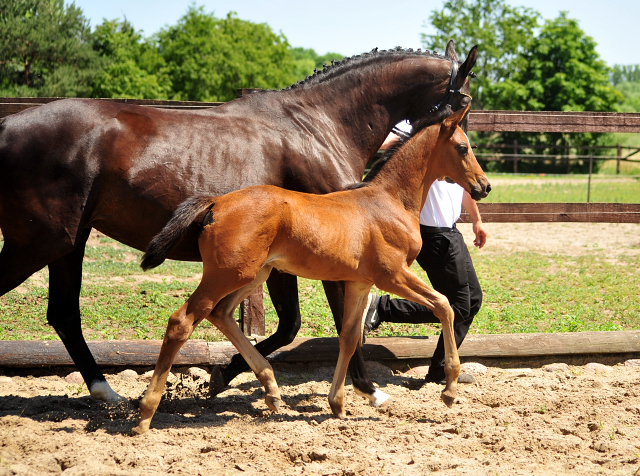 Hengstfohlen von High Motion u.d. Pr.u.StPrSt. Schwalbenmagie v. Exclusiv - Foto Beate Langels - Gestt Schplitz