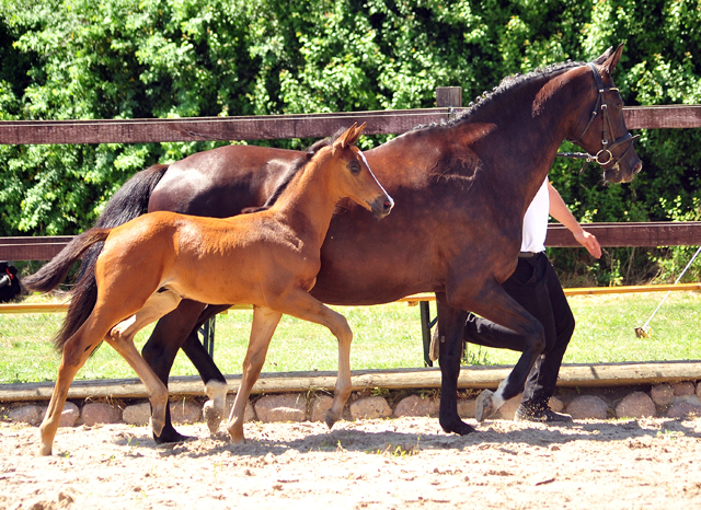 Hengstfohlen von High Motion u.d. Pr.u.StPrSt. Schwalbenmagie v. Exclusiv - Foto Beate Langels - Gestt Schplitz