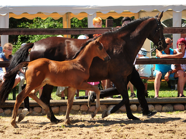 Hengstfohlen von High Motion u.d. Pr.u.StPrSt. Schwalbenmagie v. Exclusiv - Foto Beate Langels - Gestt Schplitz