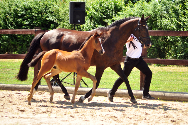 Hengstfohlen von High Motion u.d. Pr.u.StPrSt. Schwalbenmagie v. Exclusiv - Foto Beate Langels - Gestt Schplitz