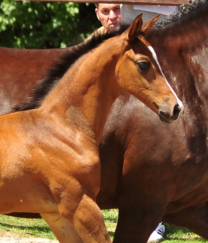 Hengstfohlen von High Motion u.d. Pr.u.StPrSt. Schwalbenmagie v. Exclusiv - Foto Beate Langels - Gestt Schplitz