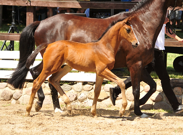 Hengstfohlen von High Motion u.d. Pr.u.StPrSt. Schwalbenmagie v. Exclusiv - Foto Beate Langels - Gestt Schplitz