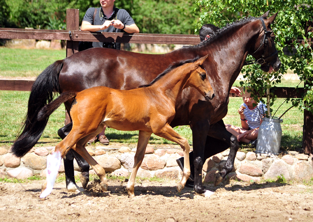 Hengstfohlen von High Motion u.d. Pr.u.StPrSt. Schwalbenmagie v. Exclusiv - Foto Beate Langels - Gestt Schplitz