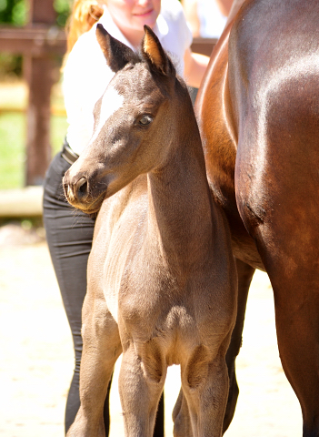 Trakehner Stutfohlen von Hirtentanz u.d. Glory of Hope v. Alter Fritz, Foto: Beate Langels