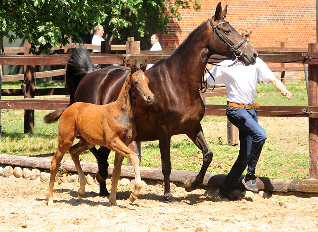 Schwalbensaga - Trakehner Stutfohlen von High Motion u.d. Schwalbensage v. Grand Corazn
 - Trakehner Gestt Hmelschenburg - Beate Langels