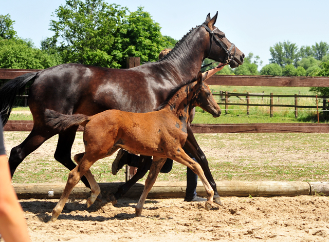 Schwalbensaga - Trakehner Stutfohlen von High Motion u.d. Schwalbensage v. Grand Corazn
 - Trakehner Gestt Hmelschenburg - Beate Langels