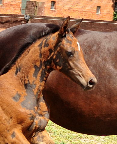 Schwalbensaga - Trakehner Stutfohlen von High Motion u.d. Schwalbensage v. Grand Corazn
 - Trakehner Gestt Hmelschenburg - Beate Langels