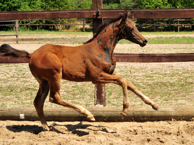 Schwalbensaga - Trakehner Stutfohlen von High Motion u.d. Schwalbensage v. Grand Corazn
 - Trakehner Gestt Hmelschenburg - Beate Langels