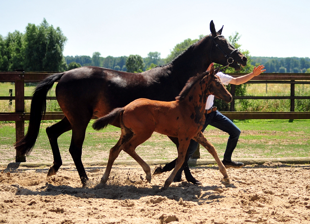 Schwalbensaga - Trakehner Stutfohlen von High Motion u.d. Schwalbensage v. Grand Corazn
 - Trakehner Gestt Hmelschenburg - Beate Langels