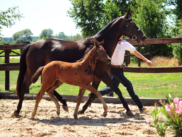 Schwalbensaga - Trakehner Stutfohlen von High Motion u.d. Schwalbensage v. Grand Corazn
 - Trakehner Gestt Hmelschenburg - Beate Langels