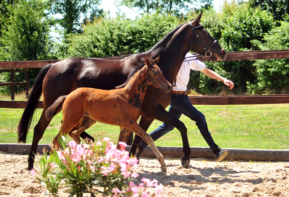 Schwalbensaga - Trakehner Stutfohlen von High Motion u.d. Schwalbensage v. Grand Corazn
 - Trakehner Gestt Hmelschenburg - Beate Langels