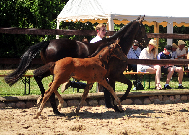 Schwalbensaga - Trakehner Stutfohlen von High Motion u.d. Schwalbensage v. Grand Corazn
 - Trakehner Gestt Hmelschenburg - Beate Langels