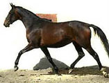 Oldenburger Mare Beloved by Kostolany