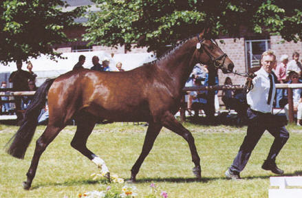 Schwalbenfreude - Staatsprmienstute (3-jhrig)