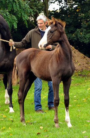 Stute GRACIA COLONIA von Saint Cyr u.d. Pr.u.StPrSt. Grace Note v. Alter Fritz, Foto: Beate Langels