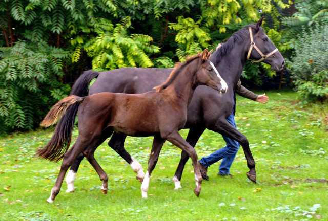 Trakehner Stutfohlen GRACIA COLONIA von Saint Cyr u.d. Pr.u.StPrSt. Grace Note v. Alter Fritz - copyright Beate Langels, Trakehner 
Gestt Hmelschenburg