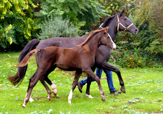 Trakehner Stutfohlen GRACIA COLONIA von Saint Cyr u.d. Pr.u.StPrSt. Grace Note v. Alter Fritz - copyright Beate Langels, Trakehner 
Gestt Hmelschenburg