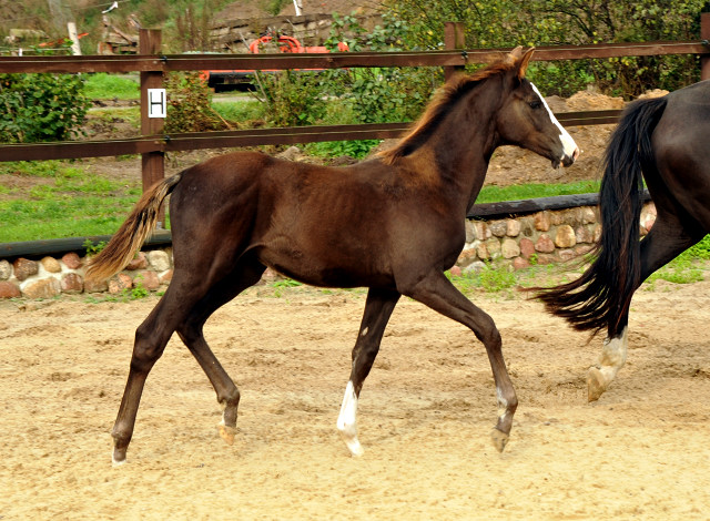 Trakehner Stutfohlen GRACIA COLONIA von Saint Cyr u.d. Pr.u.StPrSt. Grace Note v. Alter Fritz - copyright Beate Langels, Trakehner 
Gestt Hmelschenburg