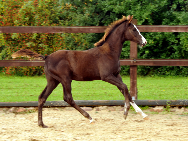 Trakehner Stutfohlen GRACIA COLONIA von Saint Cyr u.d. Pr.u.StPrSt. Grace Note v. Alter Fritz - copyright Beate Langels, Trakehner 
Gestt Hmelschenburg