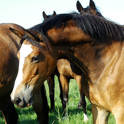 Schwalbenherzchen von Freudenfest - im November 2011
