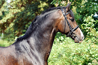 Pr�mienhengst Shavalou v. Freudenfest u.d. Elitesute Schwalbenspiel v. Exclusiv