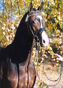 Shavalou Prämienhengst der Körung 2003 - Foto: Gräfin A. Dohna