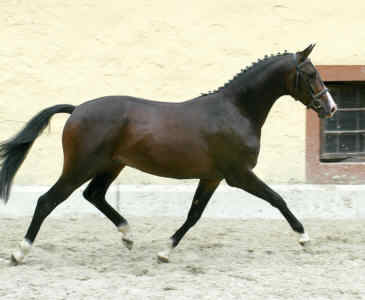 Stallion by Freudenfest out of St.Pr.St. Schwalbenspiel von Exclusiv