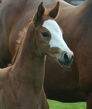 Golden East by Shavalou out of Pr.St. Graczia Patrizia by Alter Fritz