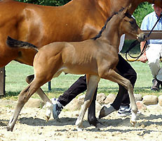 Champion of the Foal-Show in Sch�plitz - Colt by Shavalou out of Kalidah Jamal by Manhattan