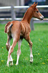 Trakehner Colt by  Shavalou