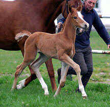 Trakehner Colt by Shavalou