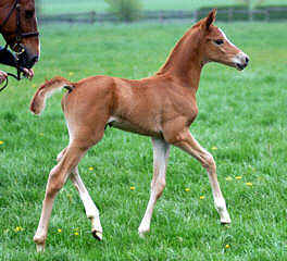 Trakehner Colt by  Shavalou