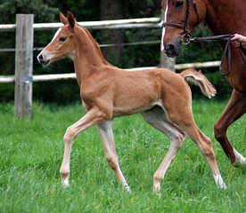 Trakehner Colt by Shavalou