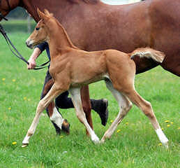 Trakehner Colt by  Shavalou