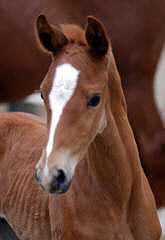 Trakehner Colt by  Shavalou - Sir Chamberlain