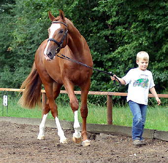 2year old Trakehner ROTENFELS by Shavalou out of Rispe by Bartholdy - vorgestellt von Ben Jger