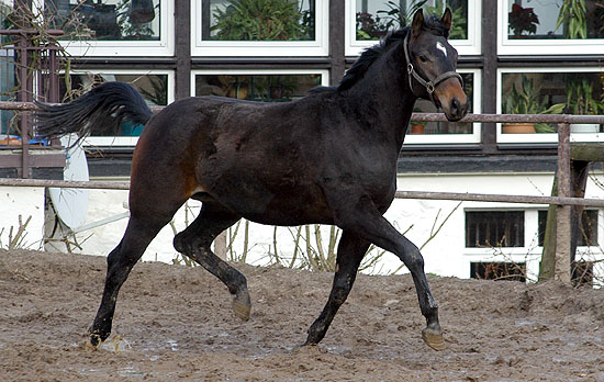 Shelford, Trakehner Hengstfohlen von Summertime - Enrico Caruso