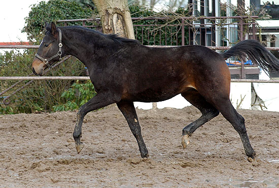 Shelford, Trakehner Hengstfohlen von Summertime - Enrico Caruso