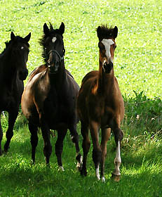 Schwalbenherzchen - Trakehner Stutfohlen von Freudenfest u.d. Schwalbenflair v. Exclusiv