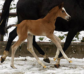 Schwalbenherzchen - Trakehner Filly by Freudenfest out of Schwalbenflair by Exclusiv