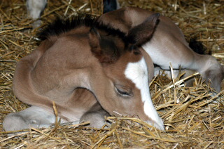 Schwalbenherzchen - Trakehner Filly by Freudenfest u.d. Schwalbenflair v. Exclusiv