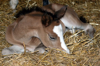 Trakehner Filly by Freudenfest u.d. Schwalbenflair v. Exclusiv