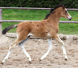 Schwalbenherzchen - Trakehner Stutfohlen von Freudenfest u.d. Schwalbenflair v. Exclusiv