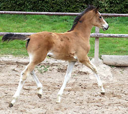 Trakehner Stutfohlen von Freudenfest u.d. Schwalbenflair v. Exclusiv