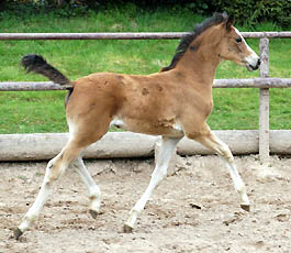Schwalbenherzchen - Trakehner Stutfohlen von Freudenfest u.d. Schwalbenflair v. Exclusiv