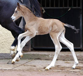 Schwalbenherzchen - Trakehner Filly of Freudenfest out of Schwalbenflair by Exclusiv