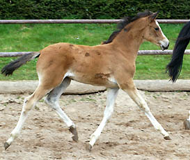 Trakehner Stutfohlen von Freudenfest u.d. Schwalbenflair v. Exclusiv