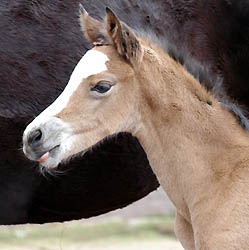 Schwalbenherzchen - Trakehner Filly of Freudenfest out of Schwalbenflair by Exclusiv